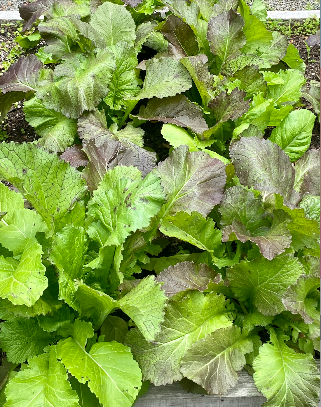The Secret to Enjoying Your Sauteed Mustard Greens