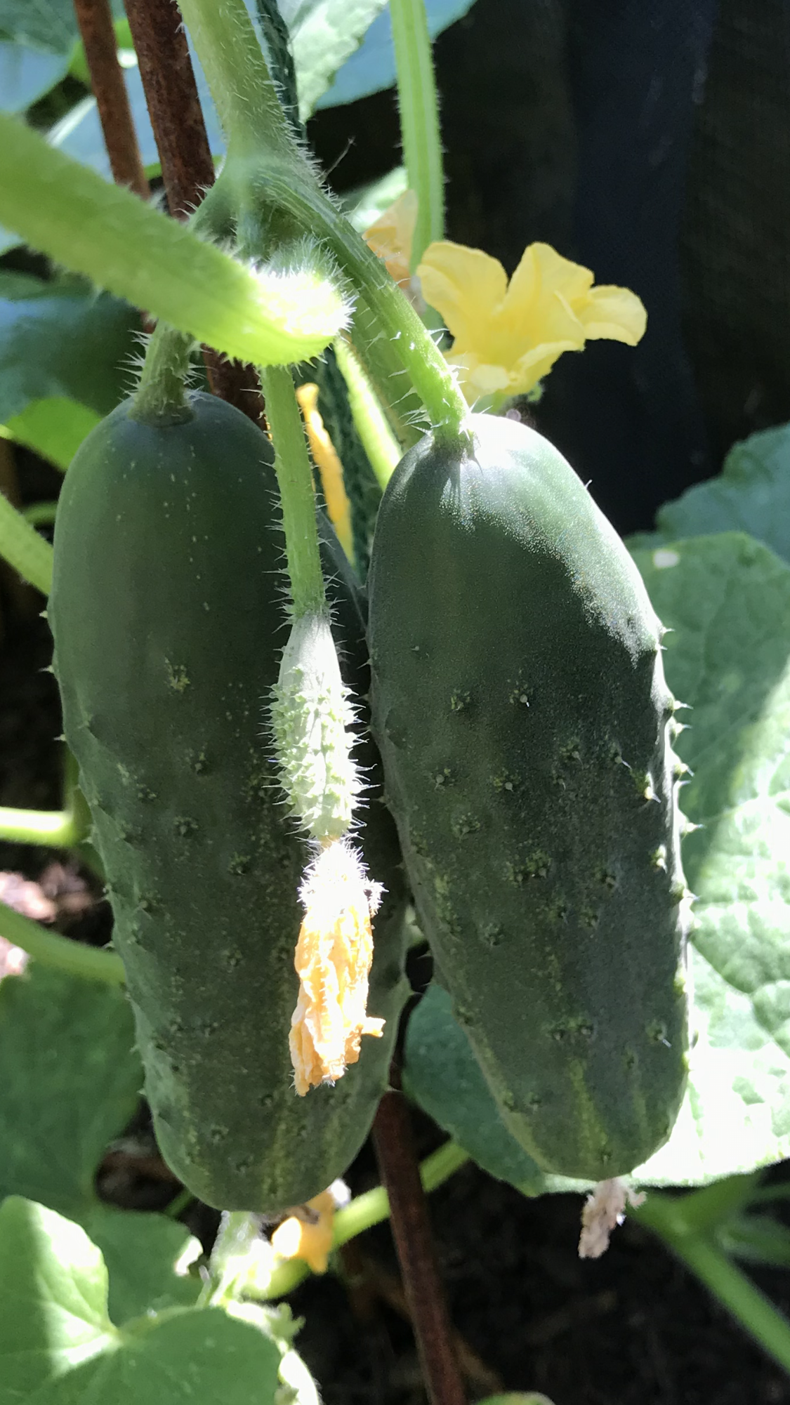 Curby Cucumbers make great Pickles