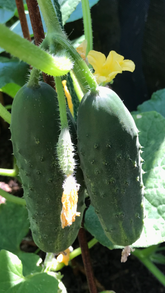 Curby Cucumbers make great Pickles