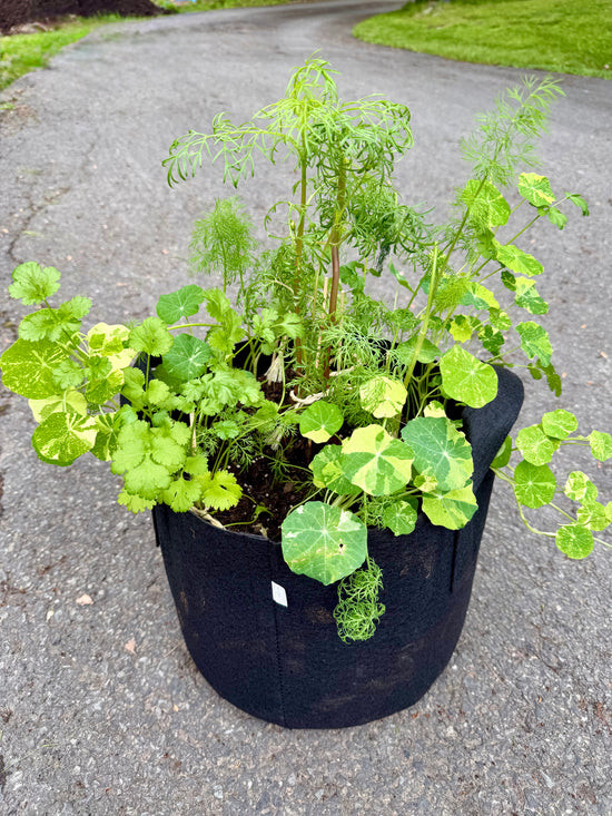 Planting Herbs and Pollinator Flowers for the Summer Season