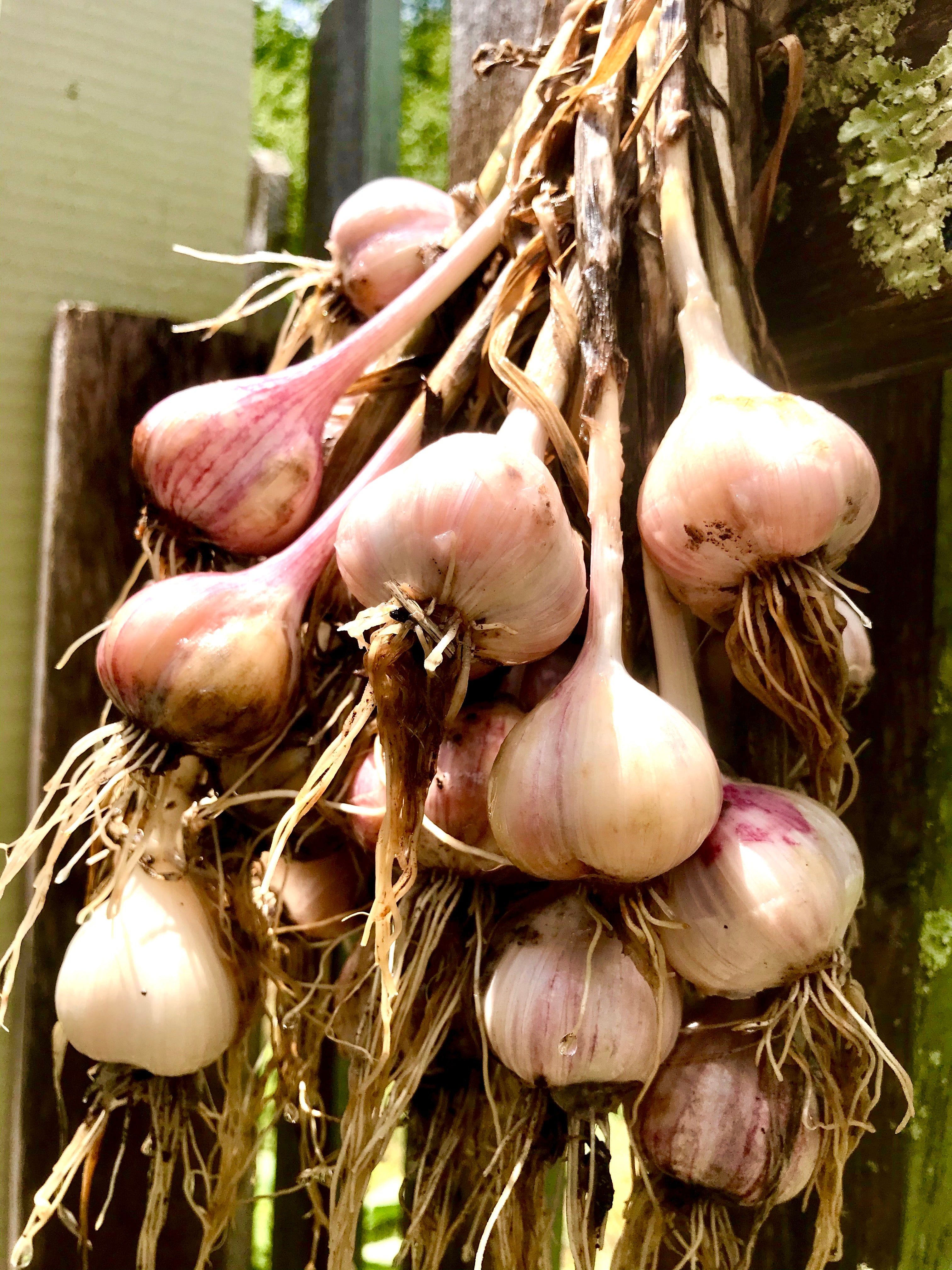 Online Garlic Planting Workshop 